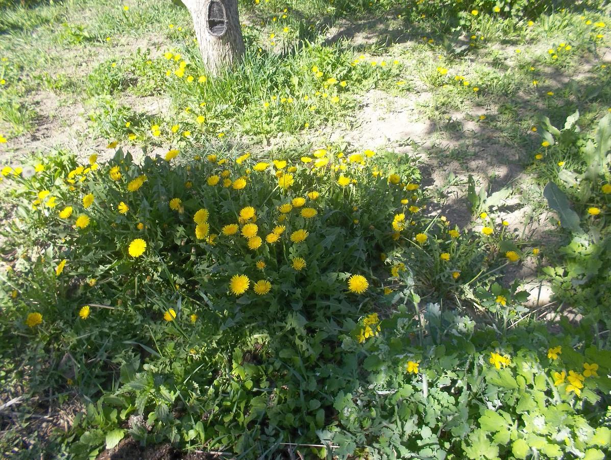 Issyk-Kul - Camping Grigoryevka Grigor'yevka Exterior foto