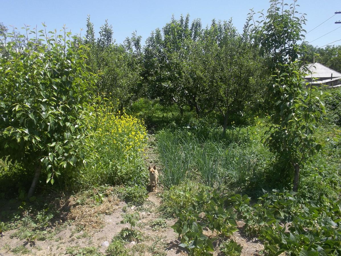 Issyk-Kul - Camping Grigoryevka Grigor'yevka Exterior foto